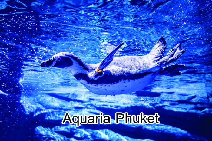 Aquaria Phuket