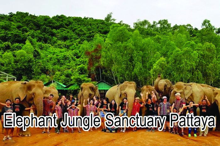 Elephant Jungle Sanctuary Pattaya