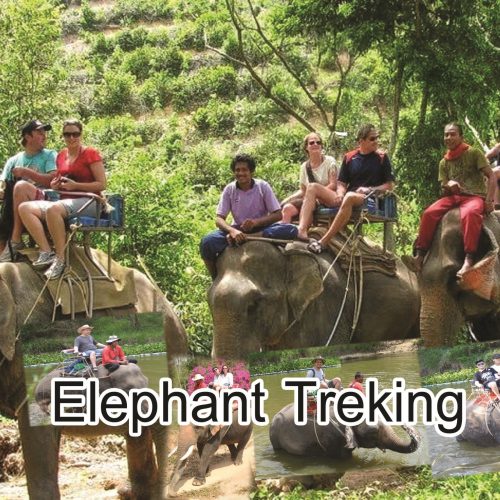 Elephant Trekking