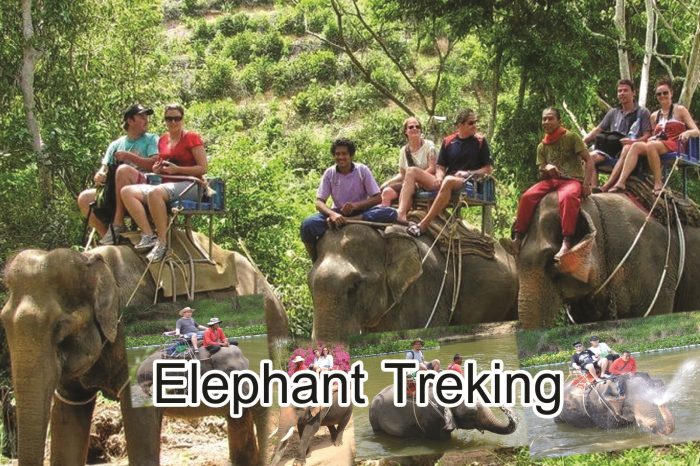 Elephant Trekking