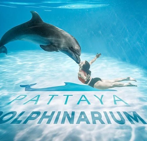 Pattaya Dolphinarium