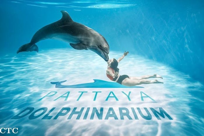 Pattaya Dolphinarium