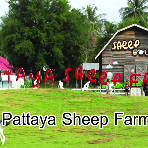 Pattaya Sheep Farm (Family Park Pattaya)