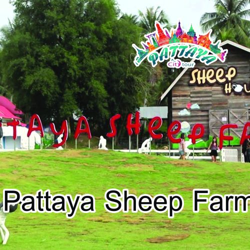 Pattaya Sheep Farm (Family Park Pattaya)