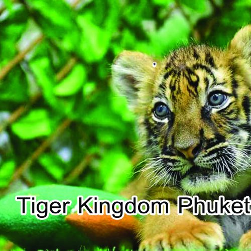 Tiger Kingdom Phuket