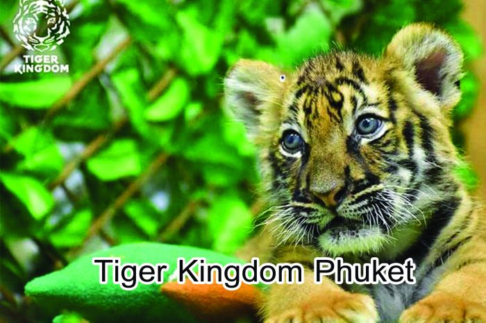 Tiger Kingdom Phuket