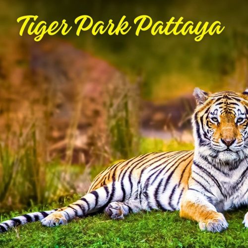 Tiger Park Pattaya